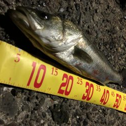 メバルシーバス