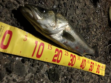 メバルシーバス