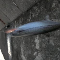 ショアジギング