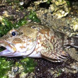 五目ライトゲーム