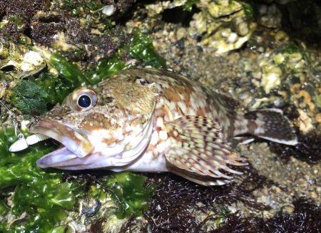 五目ライトゲーム