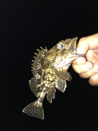 今日もガッシー(^^)