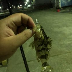 ショアジギとナイトゲーム