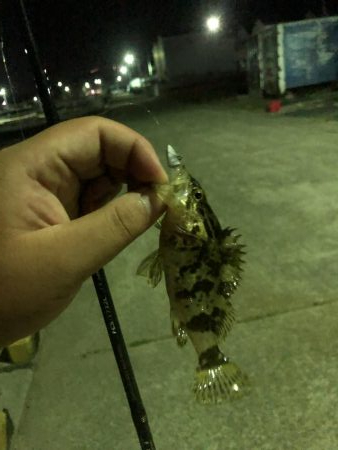 ショアジギとナイトゲーム