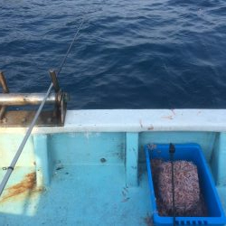 牟岐沖でイサキ、シイラ