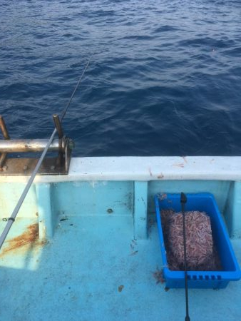 牟岐沖でイサキ、シイラ