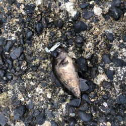 ワームで穴釣り