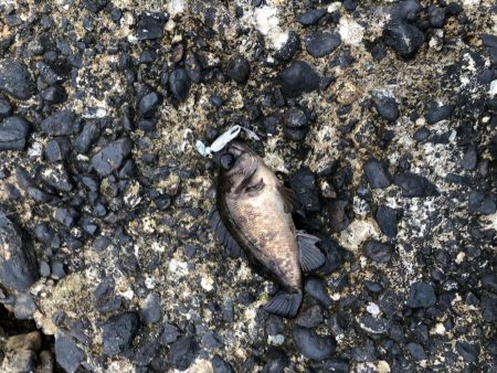 ワームで穴釣り