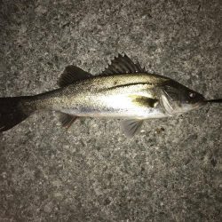 西宮浜跳ね橋周辺バチ抜け調査