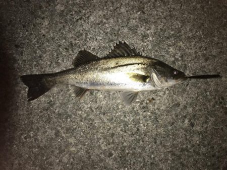 西宮浜跳ね橋周辺バチ抜け調査