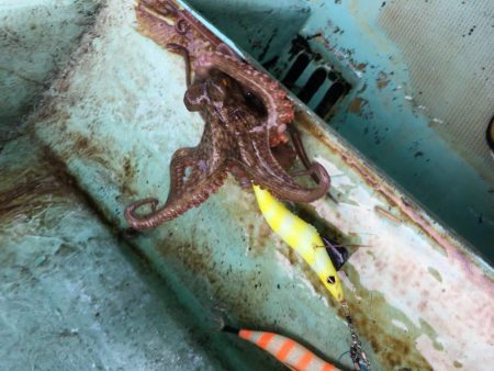 タコ釣りスタート