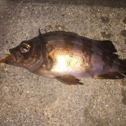 メバルが釣れた!