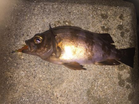 メバルが釣れた!