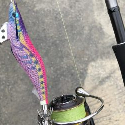 久しぶりのアオリイカ〜