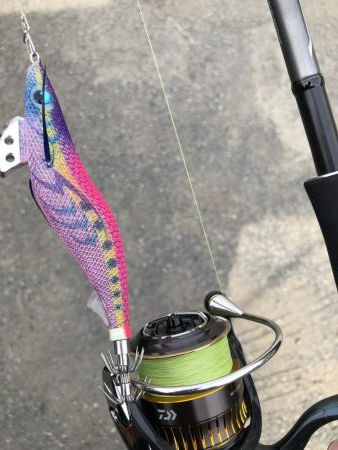 久しぶりのアオリイカ〜