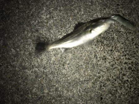 平成最後はチーバスで終了