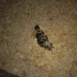 自己最高記録更新ガシラ