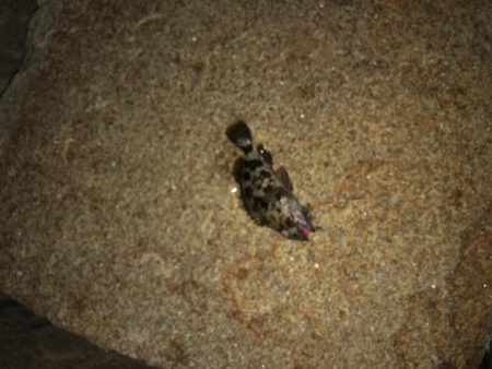 自己最高記録更新ガシラ