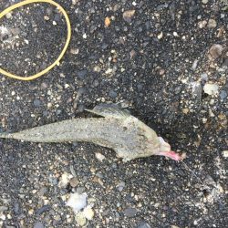 40センチ級のアジ狙いのはずが