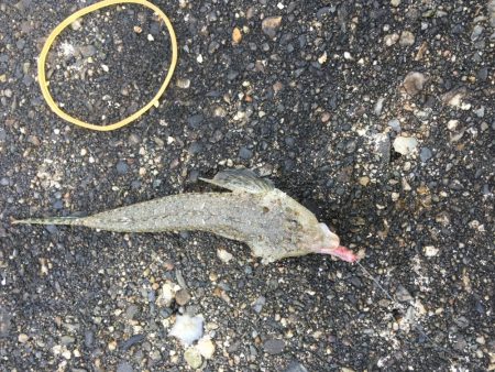 40センチ級のアジ狙いのはずが