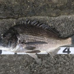 イチノ兄弟、釣果！