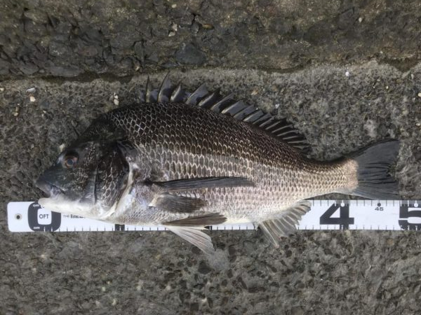 イチノ兄弟、釣果！