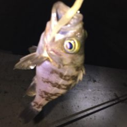 癒しのチビっ子メバル②