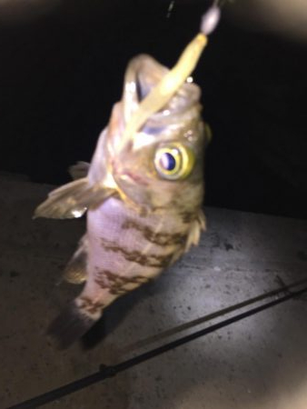 癒しのチビっ子メバル②