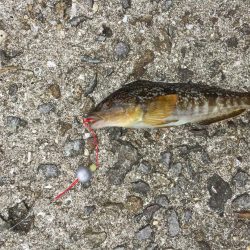 初の穴釣りで‼︎‼︎