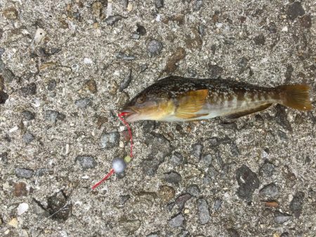 初の穴釣りで‼︎‼︎