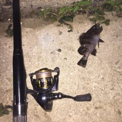 癒しのチビメバル