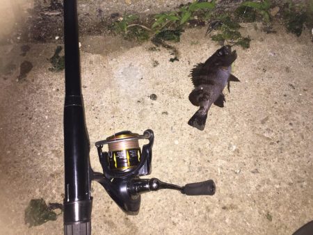 癒しのチビメバル