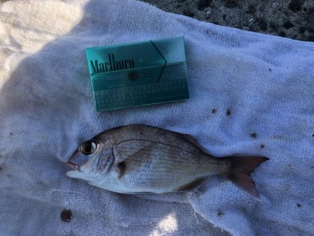 エビ撒きで小物色々