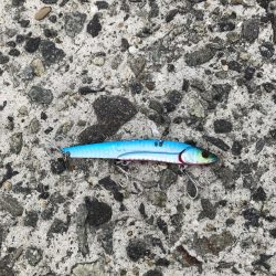 武庫川一文字 サゴシ・大サバ