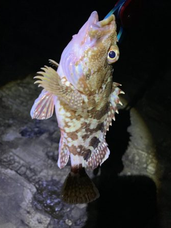 陸っぱりからの44㎝!