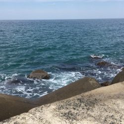 春のランカーシーバス