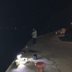 久しぶりのコウイカ、カサゴ