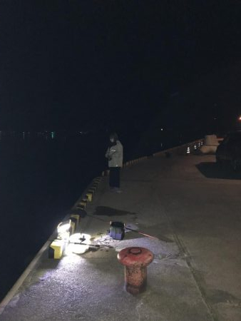 久しぶりのコウイカ、カサゴ