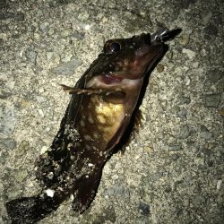 連休大潮初日なので