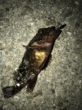 連休大潮初日なので