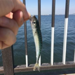 さば、サバ、鯖！