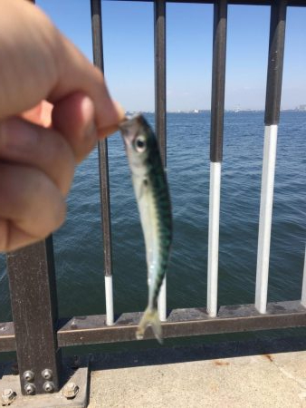 さば、サバ、鯖！