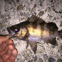 虫ヘッドでメバリング