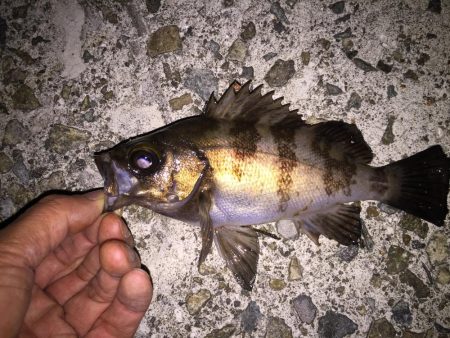 虫ヘッドでメバリング