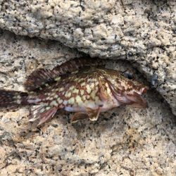 ガッシーは裏切らない