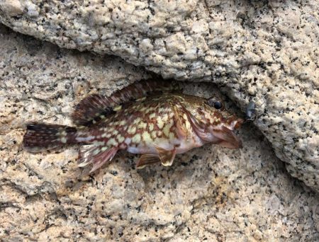 ガッシーは裏切らない