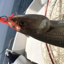 バチコン 鯛ラバ