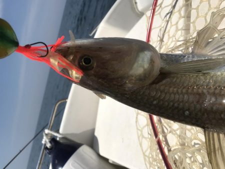 バチコン 鯛ラバ