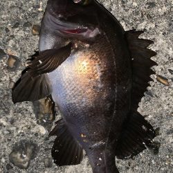 アジングのはずが