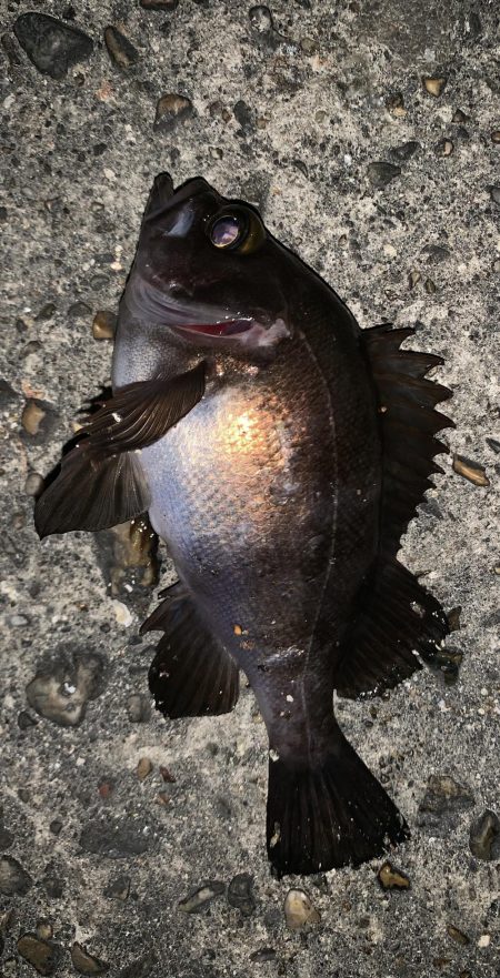 アジングのはずが